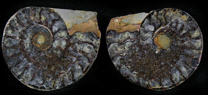 Iron Replaced Ammonite Fossil Pair #27492